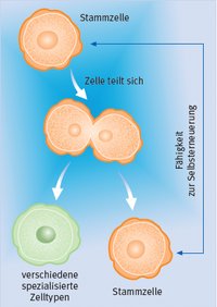 Stammzellen