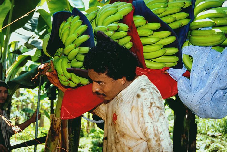 Bilder zum Rohstoff Banane