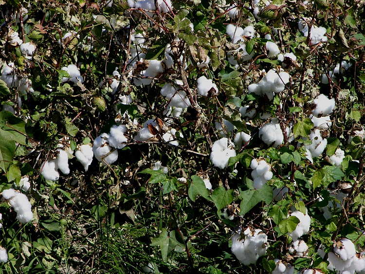 Bilder zum Rohstoff Baumwolle