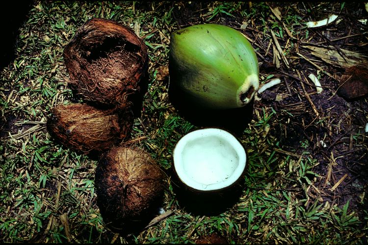 Bilder zum Rohstoff Kokospalme / Kokosl 