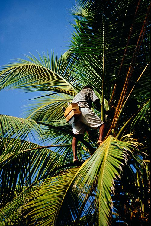 Bilder zum Rohstoff Kokospalme / Kokosl 