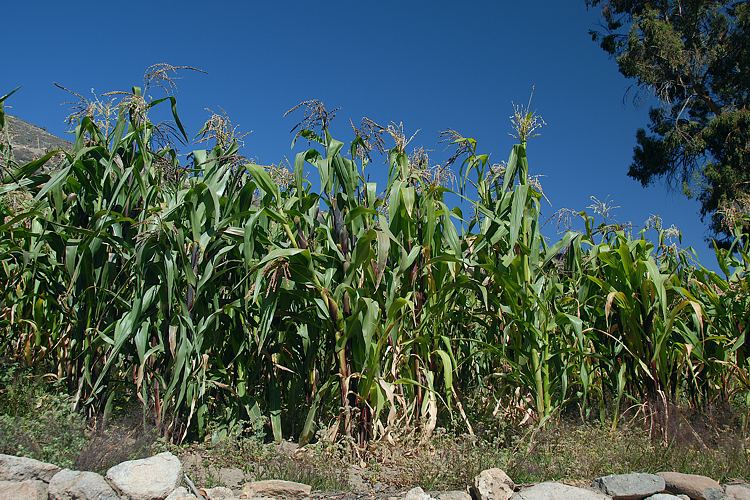 Bilder zum Rohstoff Mais 