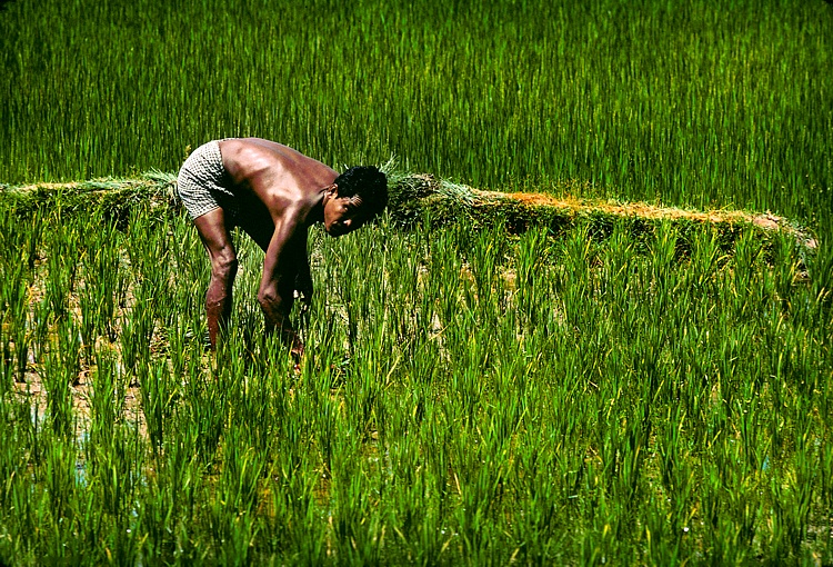 Bilder zum Rohstoff Reis