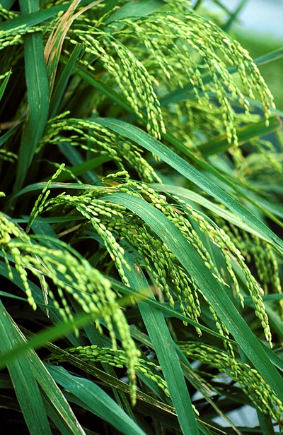 Bilder zum Rohstoff Reis