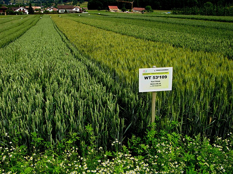 Bilder zum Rohstoff Weizen