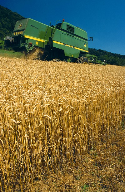 Bilder zum Rohstoff Weizen