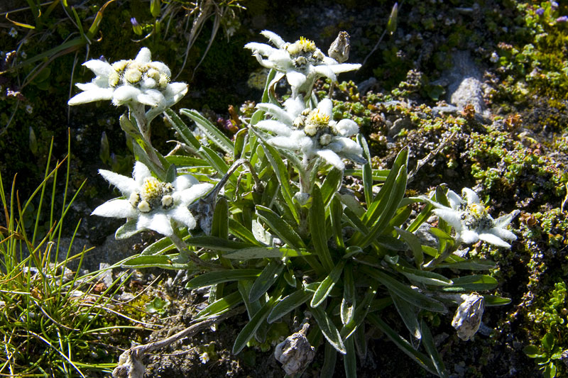 Flora und Fauna am Gletscher