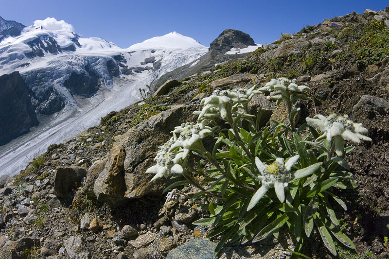 Flora und Fauna am Gletscher
