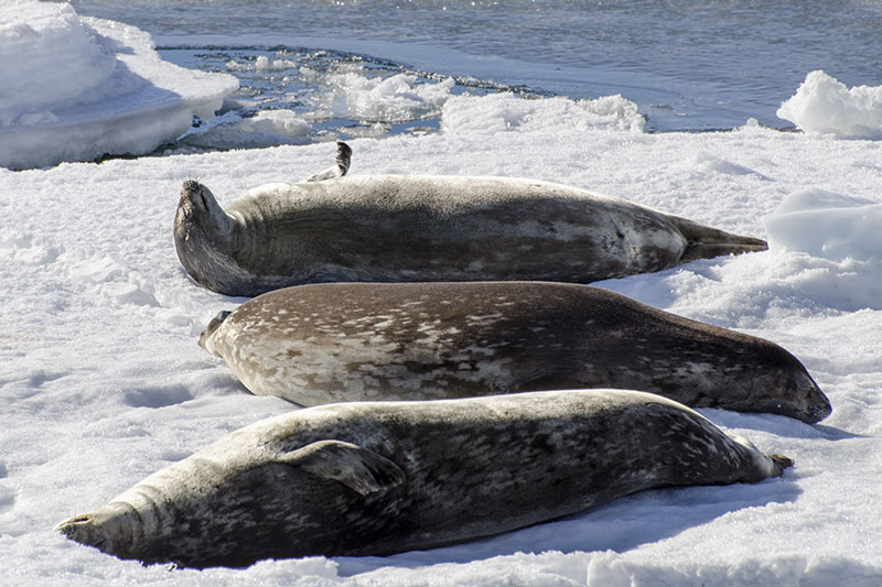 Wildlife: Seals