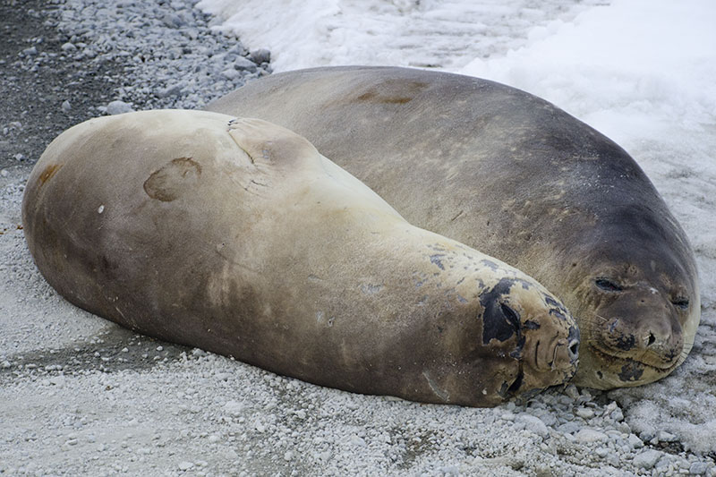 Wildlife: Seals