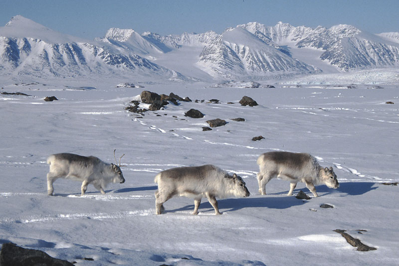 Arctic fauna