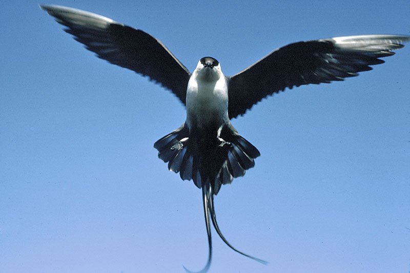 Pictures Of Arctic Skua - Free Arctic Skua pictures 