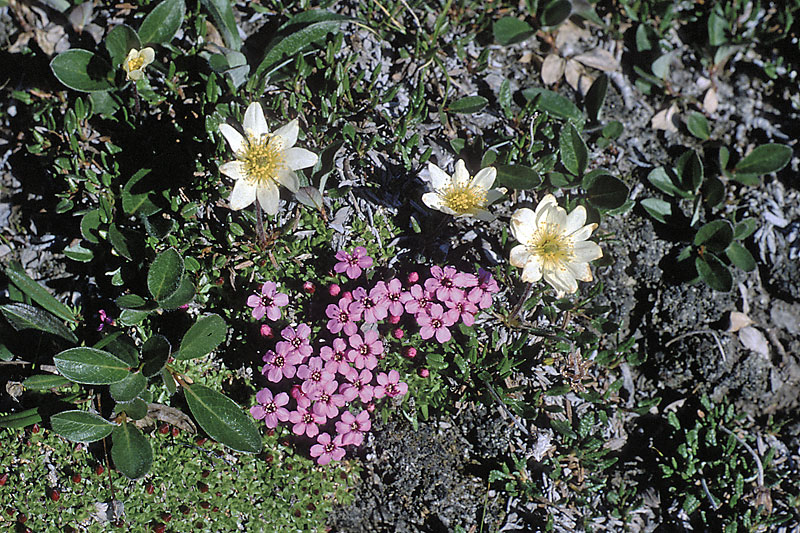 Arctic flora