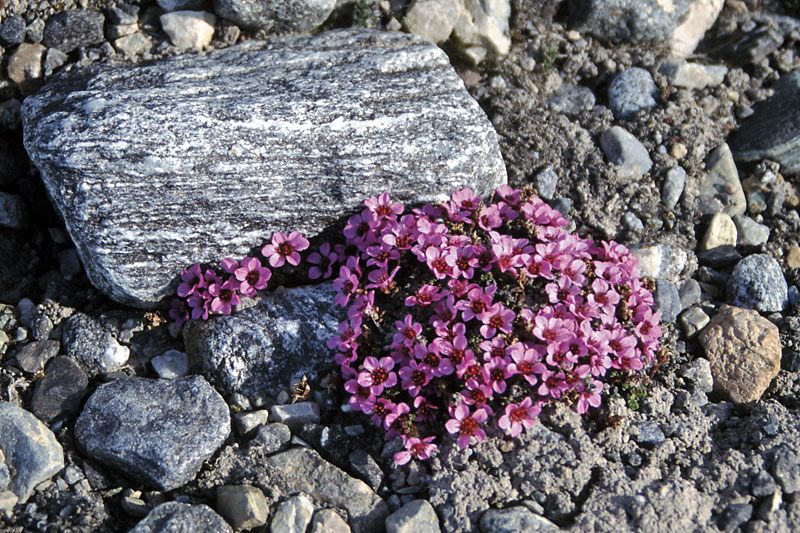 Arctic flora