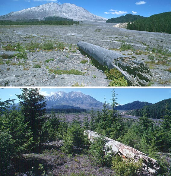 Ecological succession in the forefield of Vadret da Morteratsch