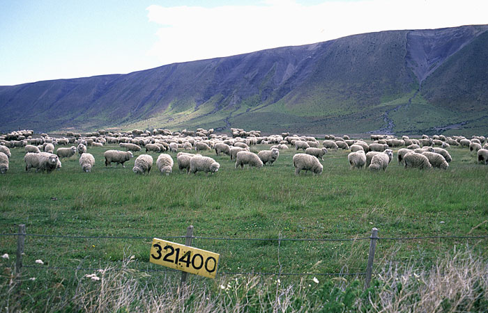 sheep in Patagonia