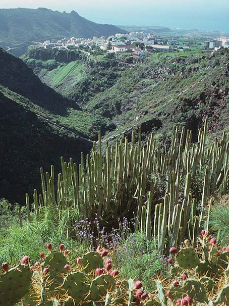 Tenerife al di fuori della Cañadas