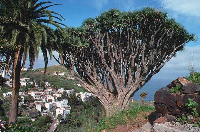Tenerife al di fuori della Cañadas