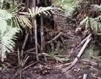 Andere Vulkane Vanuatus - Videoseite Juli 2000