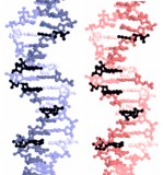 DNA