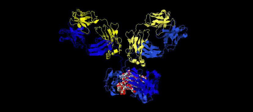 Tutorial Antikörper