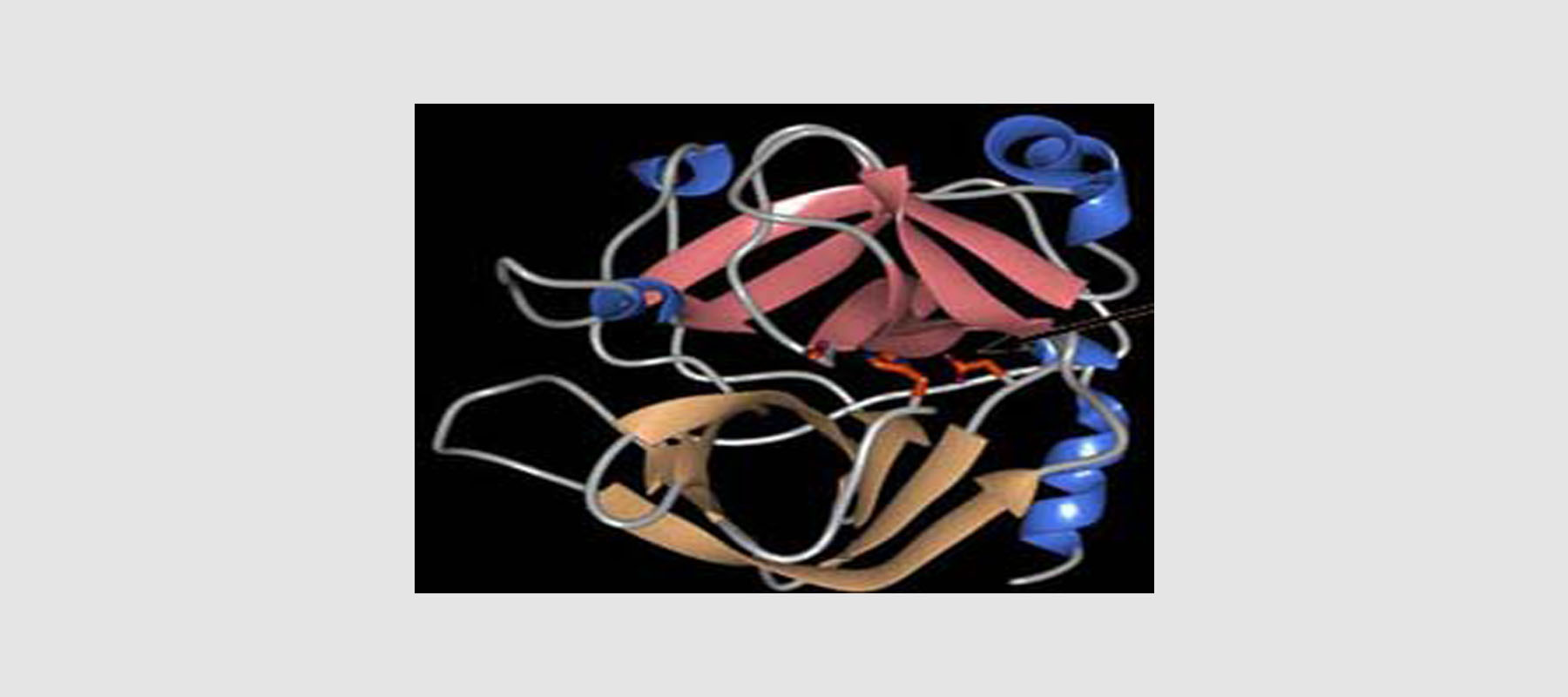 Trypsin und Chymotrypsin