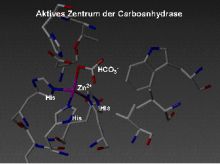 Carboanhydrase Carboanhydrase