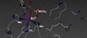 Carboanhydrase