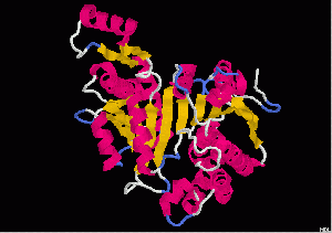 Enzyme Enzyme