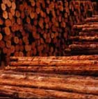 Holz Holz