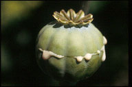 Plantes Plantes