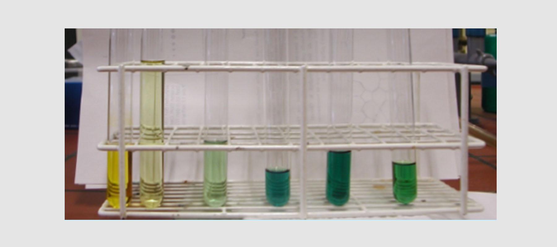 Blattpigmente - Säulenchromatographie