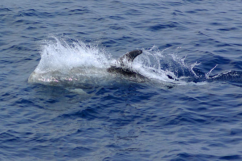 Delphine, Wale und Gibraltar Delphine, Wale und Gibraltar