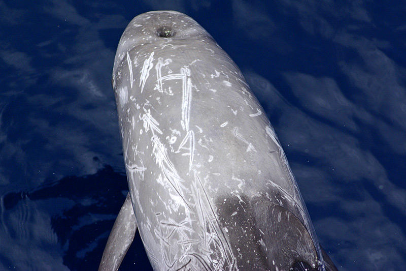 Delphine, Wale und Gibraltar