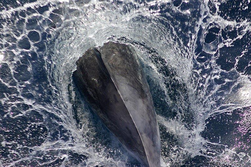 Delphine, Wale und Gibraltar