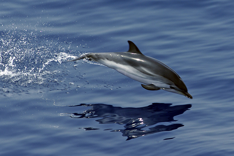 Delphine, Wale und Gibraltar