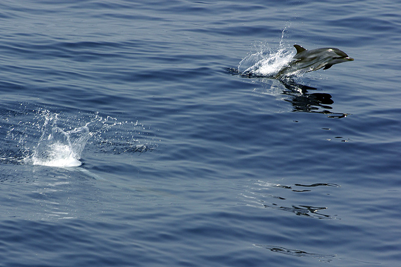 Delphine, Wale und Gibraltar