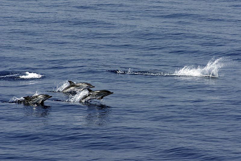 Delphine, Wale und Gibraltar