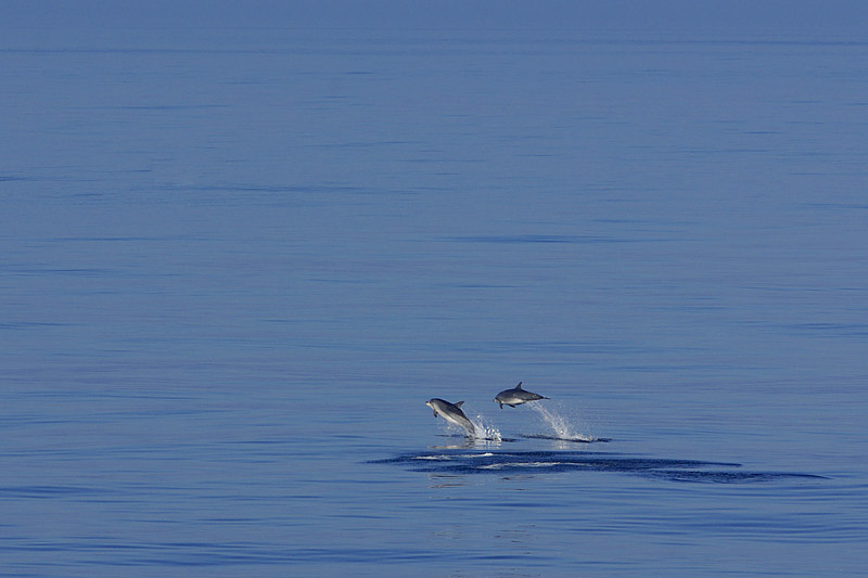 Sonne, Nebel und fliegende Fische