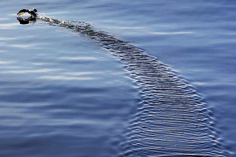 Sonne, Nebel und fliegende Fische