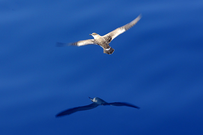 Sonne, Nebel und fliegende Fische