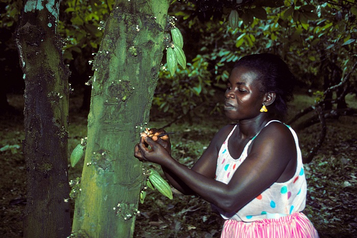 Bilder zum Rohstoff Kakao