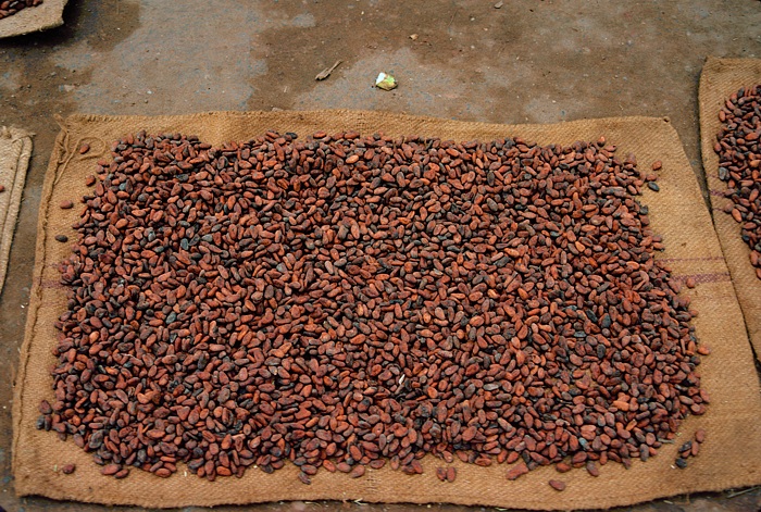 Bilder zum Rohstoff Kakao