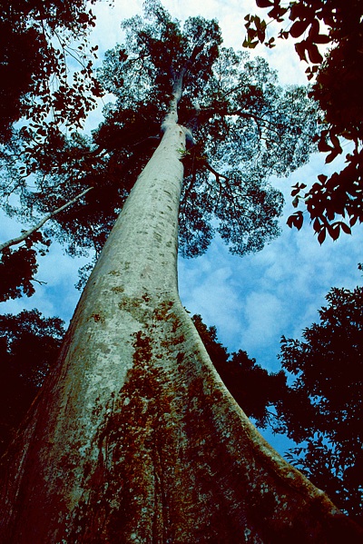 Bilder zum Rohstoff Tropenholz