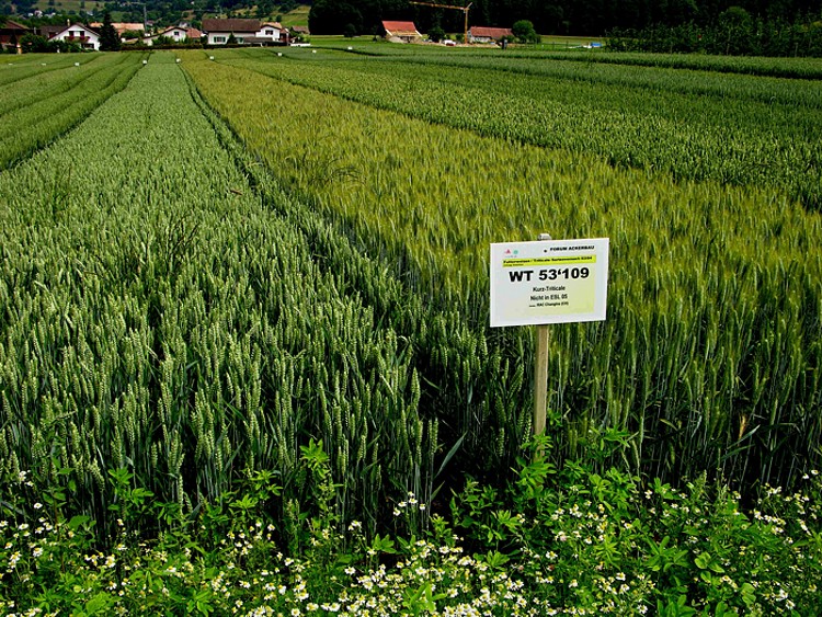 Bilder zum Rohstoff Weizen Bilder zum Rohstoff Weizen