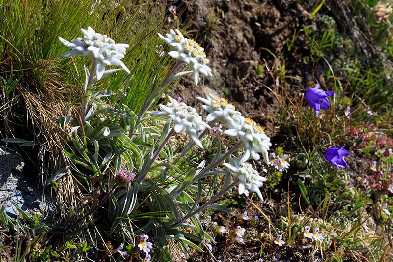 Gornergletscher Gornergletscher