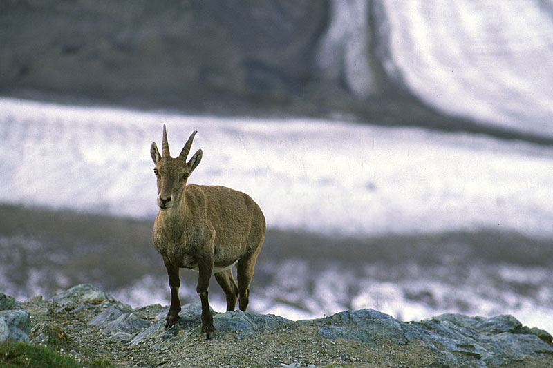 Gornergletscher, Steinbock Gornergletscher, Steinbock