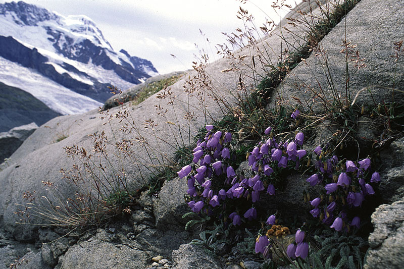 Gornergletscher, Gletscherschliff