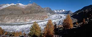 Aletsch_larches-download