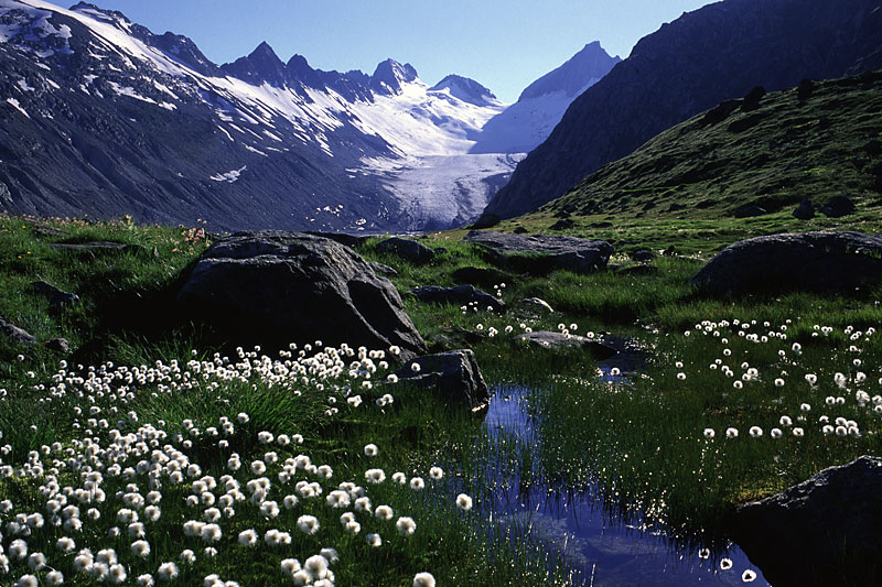Oberaargletscher Oberaargletscher